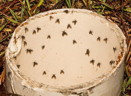  rioolviegjes-in-de-tuin